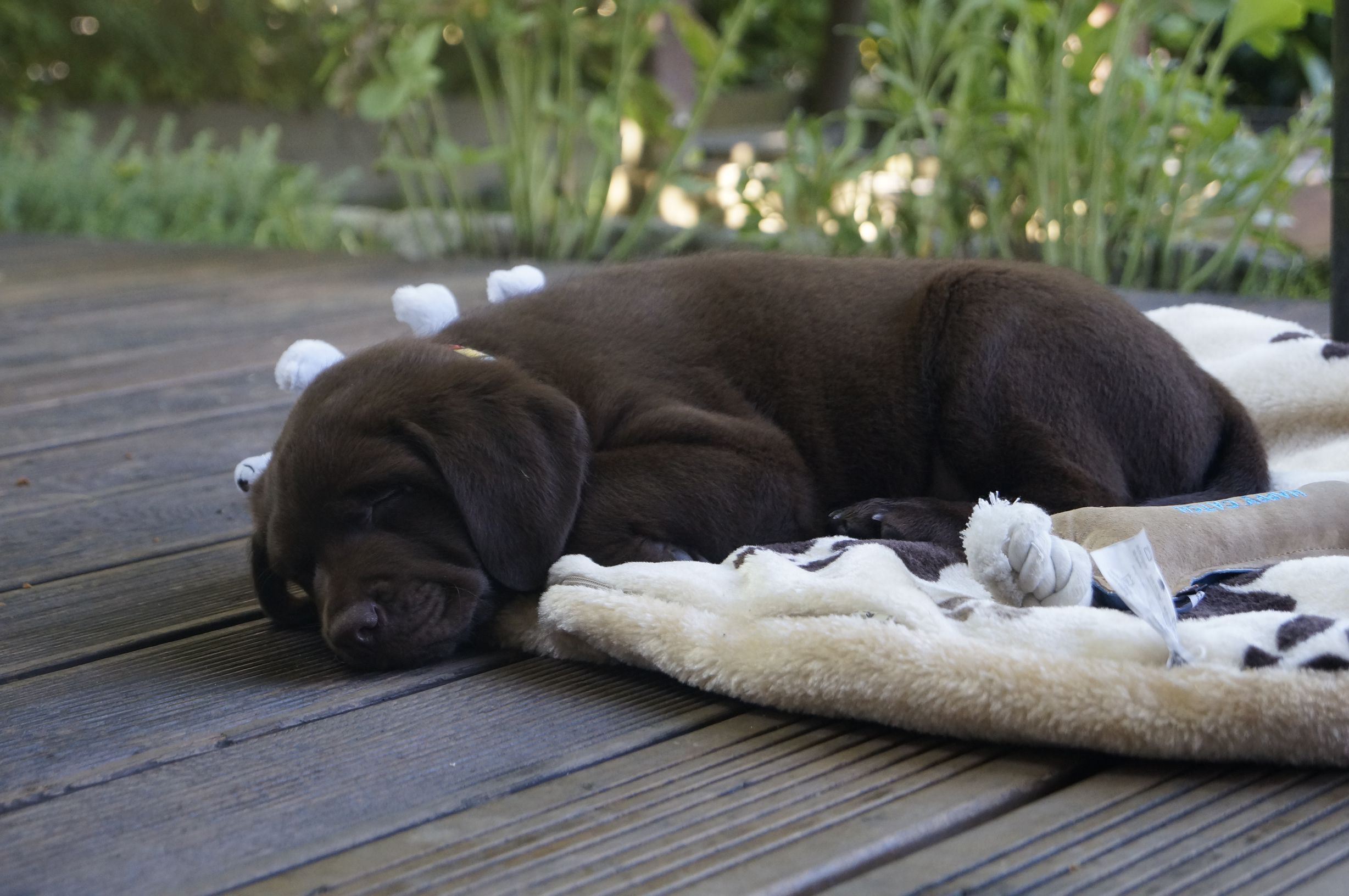 Labrador Max mit 8 Wochen